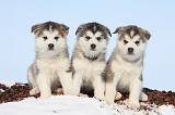 ALASKAN MALAMUTE 230
